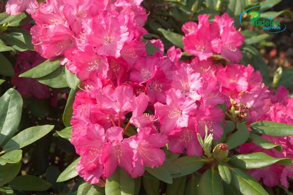 Rhododendron Karianne